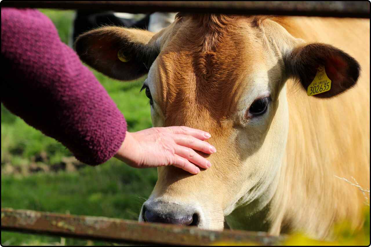 A person gently petting a cow in a peaceful farm setting.